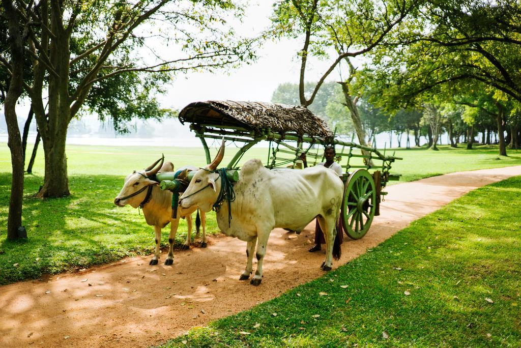 Amaya Lake Dambulla Hotel Sigiriya Exterior foto